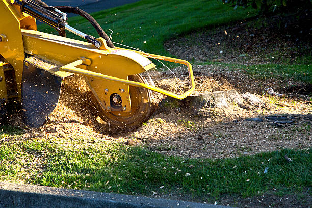 How Our Tree Care Process Works  in  Woodstock, VA